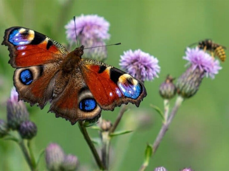 Read more about the article Climate and Biodiversity Seminar