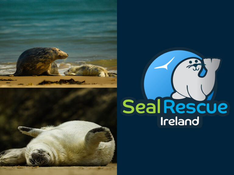 Read more about the article Seal Rescue Ireland Presentation