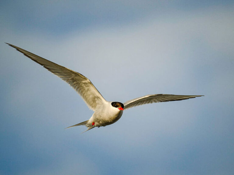 Read more about the article Terns and Turbines